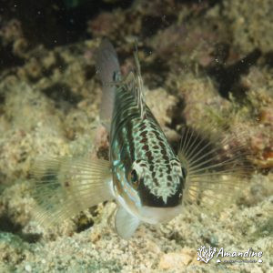 Amblygobius phalaena - Nouvelle-Calédonie, Nouméa, Tépava