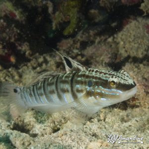 Amblygobius phalaena - Nouvelle-Calédonie, Nouméa, Tépava