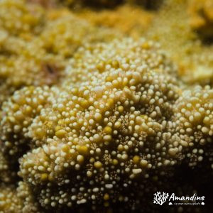 Corail dur (scleractiniaire) - Nouvelle-Calédonie, Nouméa, Ouémo