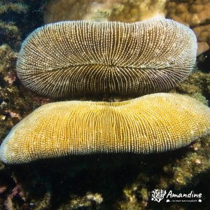 Corail dur (scleractiniaire) - Nouvelle-Calédonie, Nouméa, Sèche croissant
