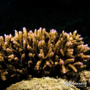 Corail dur (scleractiniaire) - Nouvelle-Calédonie, Nouméa, Sèche croissant