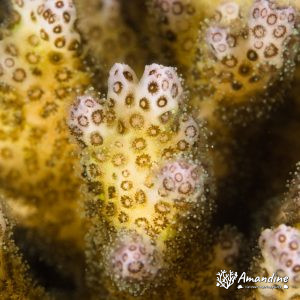 Corail dur (scleractiniaire) - Nouvelle-Calédonie, Nouméa, Baie des Citrons