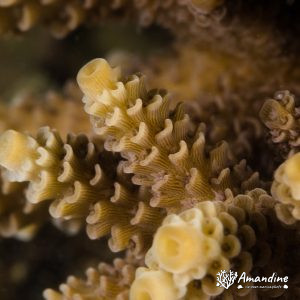 Corail dur (scleractiniaire) - Nouvelle-Calédonie, Nouméa, Baie des Citrons