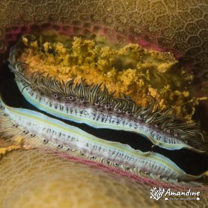Mollusques » Bivalve