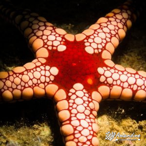 Étoile de mer - Nouvelle-Calédonie, Nouméa, Ouémo