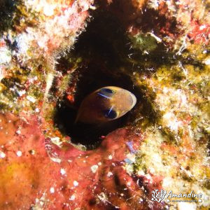  - Mer Rouge, Elphinstone Reef
