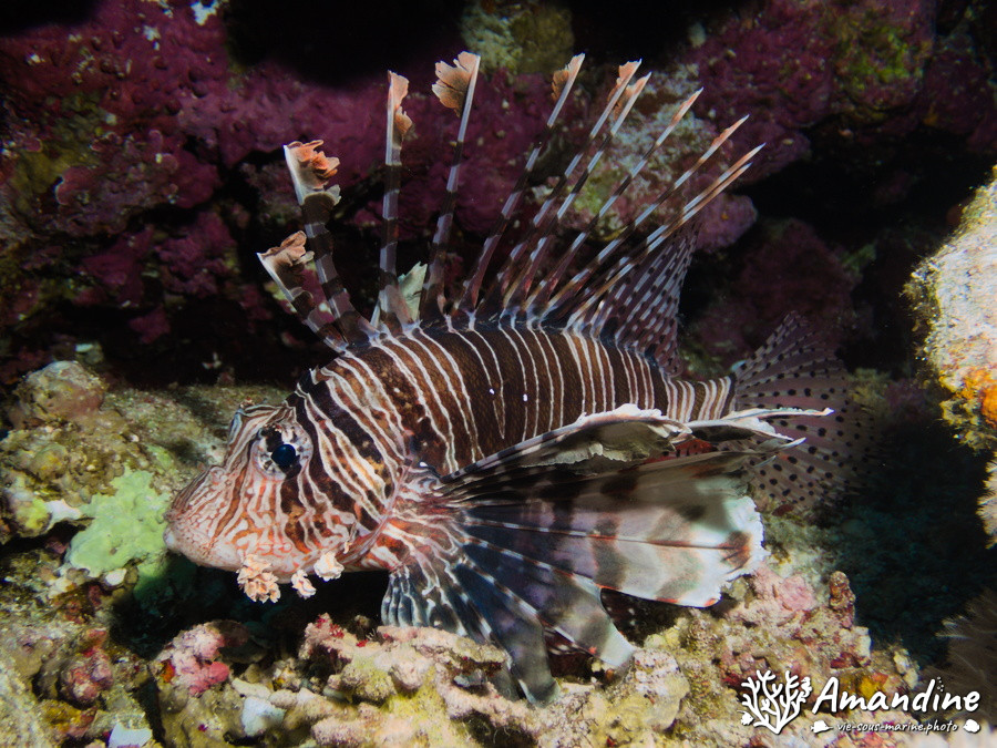 Pterois volitans