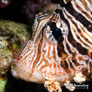  - Mer Rouge, Elphinstone Reef