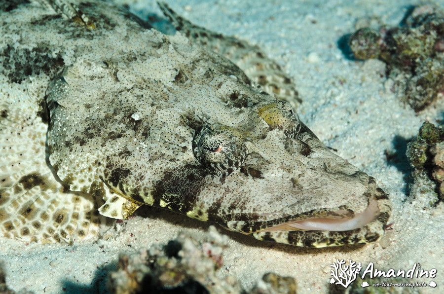 Poisson-crocodile