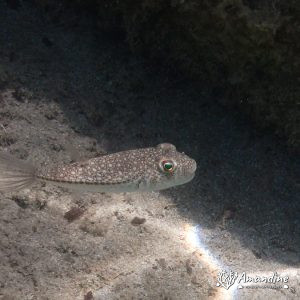  - Mer Méditerranée, Chypre, Malama Beach