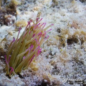  - Mer Méditerranée, Chypre, Malama Beach