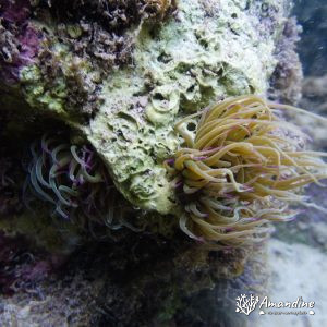  - Mer Méditerranée, Chypre, Malama Beach