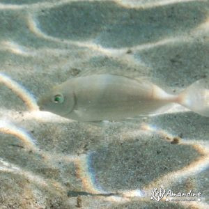  - Mer Méditerranée, Chypre, Malama Beach