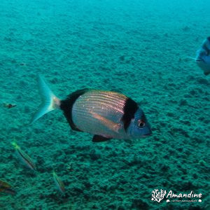  - Mer Méditerranée, Chypre, Epave du Zenobia