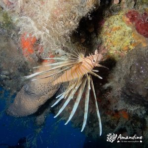  - Mer Méditerranée, Chypre, Epave du Zenobia