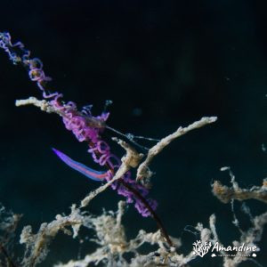  - Mer Méditerranée, Chypre, Epave du Zenobia