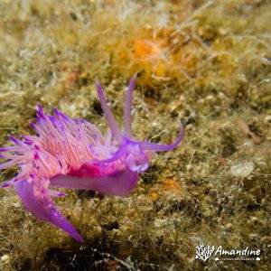  - Mer Méditerranée, Chypre, Epave du Zenobia