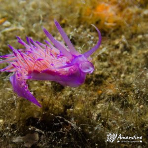  - Mer Méditerranée, Chypre, Epave du Zenobia