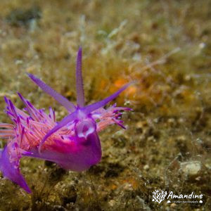  - Mer Méditerranée, Chypre, Epave du Zenobia