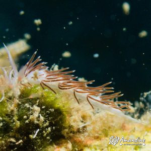  - Mer Méditerranée, Chypre, Epave du Zenobia