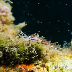  - Mer Méditerranée, Chypre, Epave du Zenobia