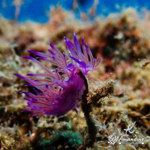  - Mer Méditerranée, Chypre, Epave du Zenobia