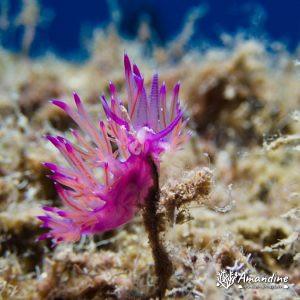  - Mer Méditerranée, Chypre, Epave du Zenobia