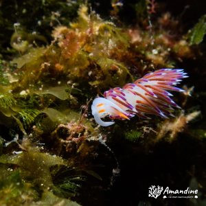  - Mer Méditerranée, France, Marseille - L'impérial du milieu