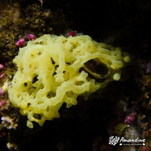  - Mer Méditerranée, France, Marseille - L'impérial du milieu