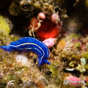  - Mer Méditerranée, France, Marseille - L'impérial du milieu