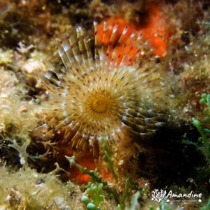  - Mer Méditerranée, France, Marseille - L'impérial du milieu