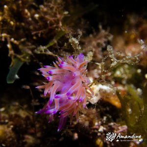  - Mer Méditerranée, France, Marseille - L'impérial du milieu