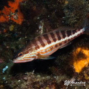  - Mer Méditerranée, France, Marseille - Le Moyadon