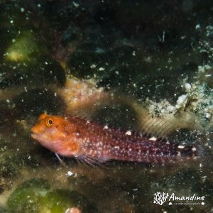  - Mer Méditerranée, France, Marseille - Le Moyadon