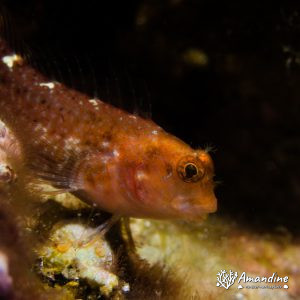  - Mer Méditerranée, France, Marseille - Le Moyadon