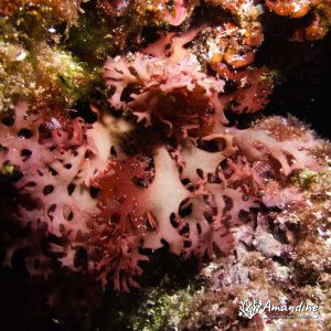  - Mer Méditerranée, France, Marseille - Le Moyadon