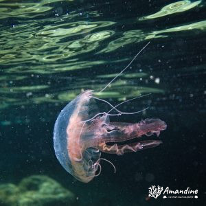  - Mer Méditerranée, France, Marseille - Frioul, Ile Pomègues - Calanque de la Crine