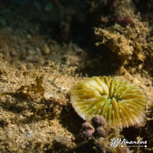 Corail dur (scleractiniaire)