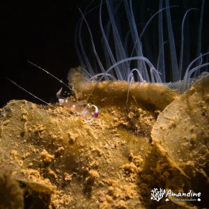 Crevette - Nouvelle-Calédonie, Nouméa, Ouémo