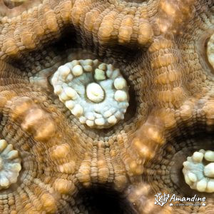 Corail dur (scleractiniaire) - Nouvelle-Calédonie, Nouméa, Ouémo