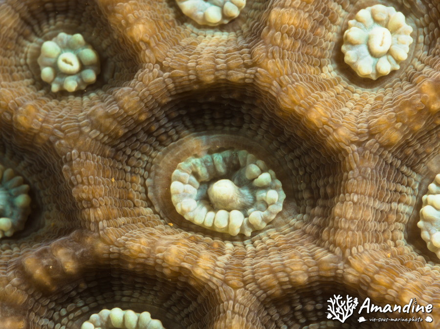 Corail dur (scleractiniaire)