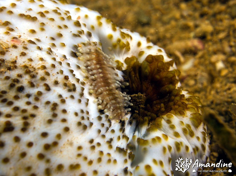 Organismes vermiformes