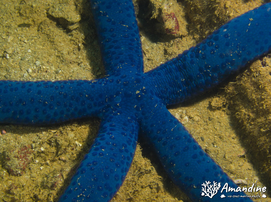 Linckia laevigata