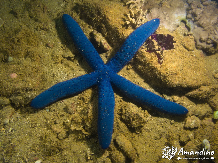 Linckia laevigata