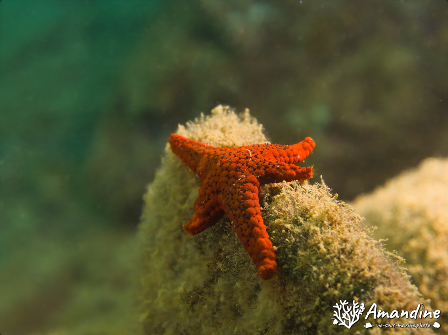 Echinaster luzonicus