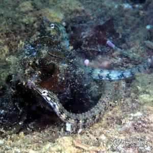 Poisson-pipe - Nouvelle-Calédonie, Nouméa, Ouémo