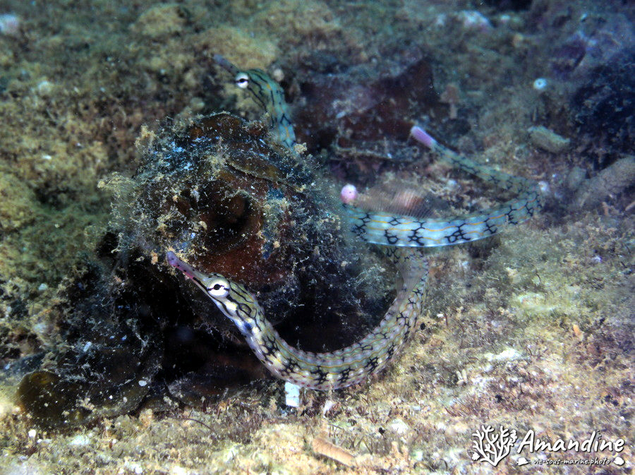 Poisson-pipe