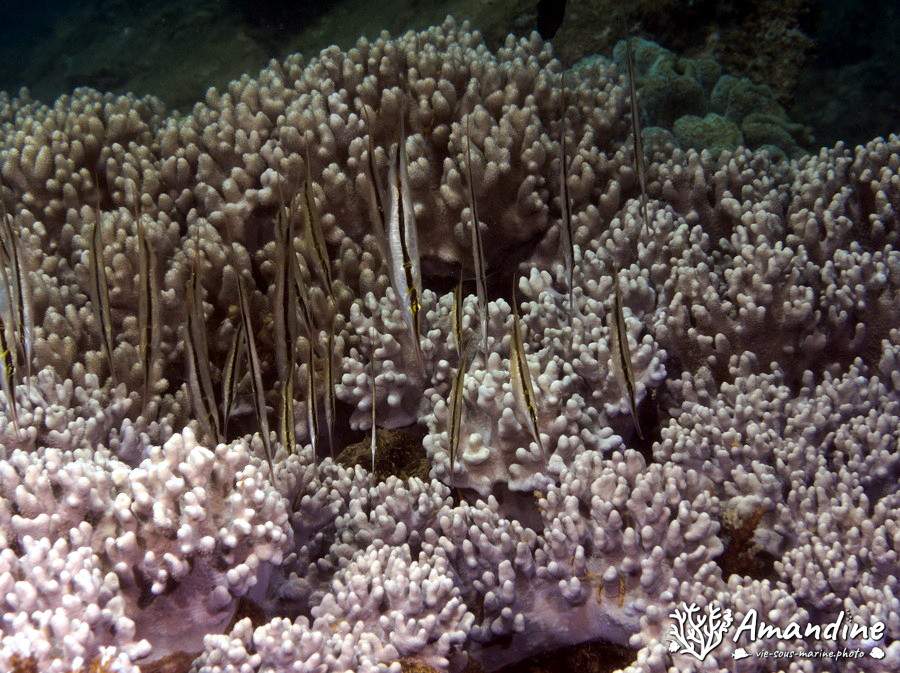 Aeoliscus strigatus