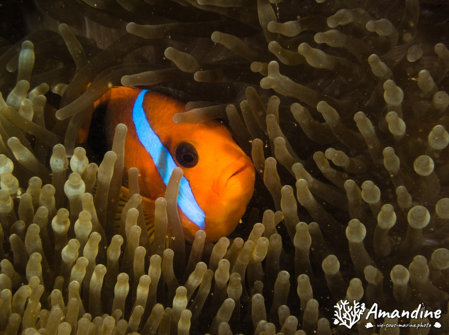 Amphiprion melanopus