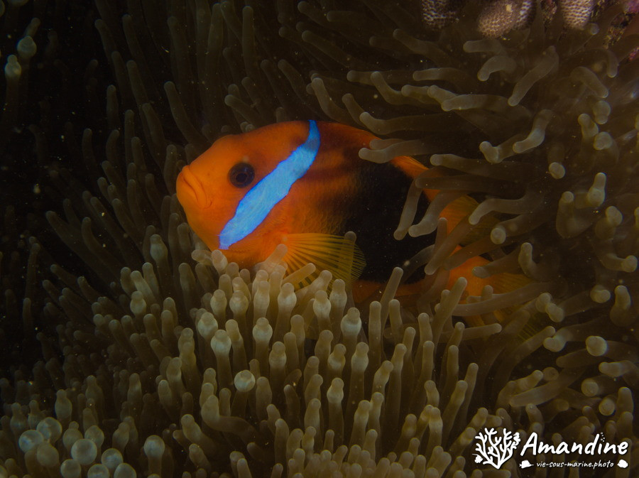Amphiprion melanopus